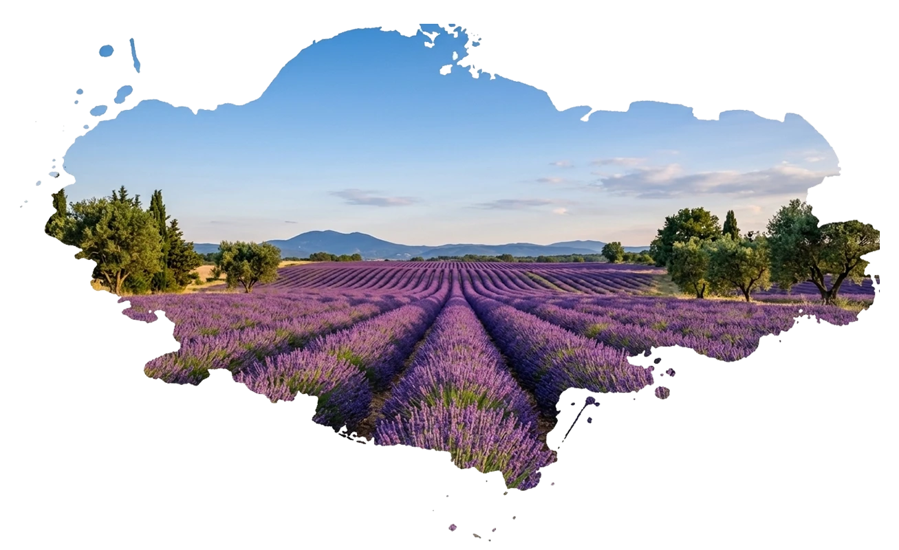 Provence lavender fields neuronsvr therapy