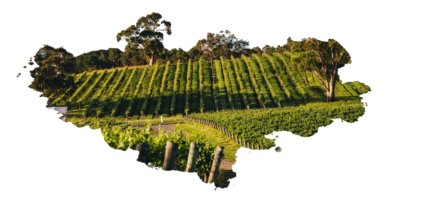 vineyards and winemaking program by neuronsvr